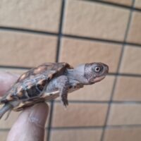 トウブハコガメ（25CB）