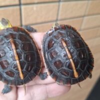 チュウゴクセマルハコガメ（25CB）約5,5cm