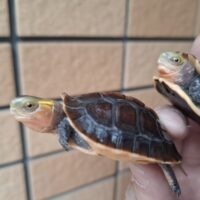 チュウゴクセマルハコガメ（25CB）約5,5cm