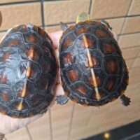 チュウゴクセマルハコガメ（25CB）約7,5～8,5cm