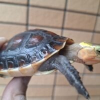 チュウゴクセマルハコガメ（25CB）約7,5～8,5cm