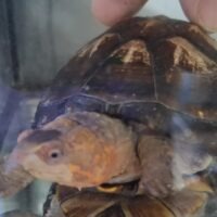 ホオアカドロガメ（甲長約9,5cm）メス