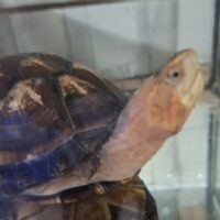 ホオアカドロガメ（甲長約9,5cm）メス