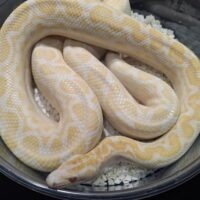 コロンビアレインボーボア（アルビノ）23CB 約130cm　メス