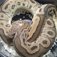 ボールパイソン（GHIレオパードクラウン）約1kg オス