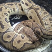ボールパイソン（GHIレオパードクラウン）約1kg オス