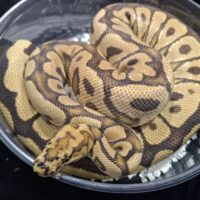 ボールパイソン（スポットノーズクラウン）約1500g メス