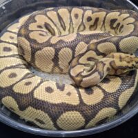 ボールパイソン（スポットノーズクラウン）約1500g メス