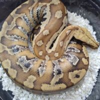 マラヤンブラッドパイソン（約1kg）オス