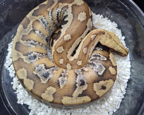 マラヤンブラッドパイソン（約1kg）オス - アクアスペース