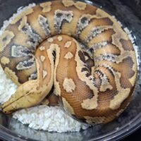 マラヤンブラッドパイソン（約1kg）オス