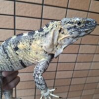 バナナスパイニーテールイグアナ（約60cm）メス