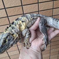 バナナスパイニーテールイグアナ（約60cm）メス