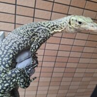 イエローヘッドモニター（ハイイエロー）約80cm メス