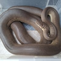 オリーブパイソン（hetアルビノ）約250cm オス