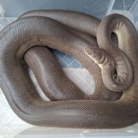 オリーブパイソン（hetアルビノ）約250cm オス