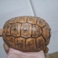 イエローアラブギリシャリクガメ（オレンジ）甲長約11,5cm オス