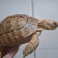 イエローアラブギリシャリクガメ（オレンジ）甲長約11,5cm オス