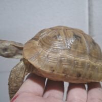 イエローアラブギリシャリクガメ（甲長約10,5cm）メス