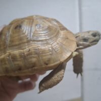 イエローアラブギリシャリクガメ（甲長約10,5cm）メス