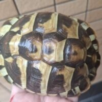 ヘルマンリクガメ（甲長約12cm）オス