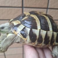 ヘルマンリクガメ（甲長約12cm）オス