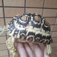 ヒョウモンリクガメ（甲長約12cm）