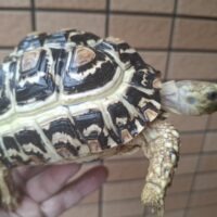 ヒョウモンリクガメ（甲長約12cm）