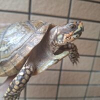 ミツユビハコガメ(甲長約12cm)オス