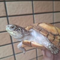 ミツユビハコガメ(甲長約10,5cm)メス 個体B