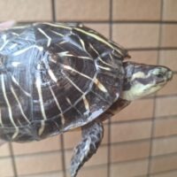 フロリダハコガメ（甲長約13cm）21CB メス（腹甲ズレ）