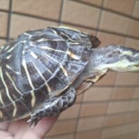 フロリダハコガメ（甲長約13cm）21CB メス（腹甲ズレ）