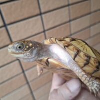 メキシコハコガメ(甲長約9,5cm)TSDメス(多甲板)WCF1