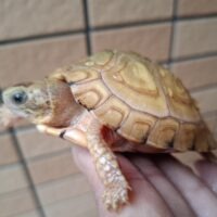 ユカタンハコガメ(甲長約7,5cm)TSDオス WCF1