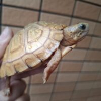 ユカタンハコガメ(甲長約7,5cm)TSDオス WCF1