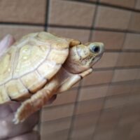 ユカタンハコガメ(甲長約6cm)TSDオス (縁甲板/少甲板) WCF1