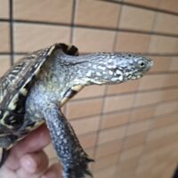 ヨーロッパヌマガメ(甲長約9cm)