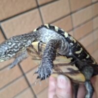 ヨーロッパヌマガメ(甲長約9cm)