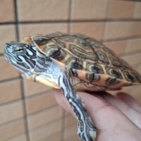 リオグランデクーター(甲長約10cm)