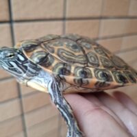 リオグランデクーター(甲長約10cm)