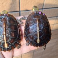 タイワンセマルハコガメ（25CB）甲長約5,5cm