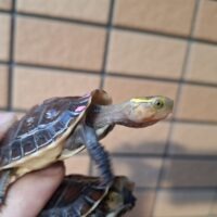 タイワンセマルハコガメ（25CB）甲長約5,5cm