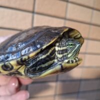 タバスコクジャクガメ（甲長約13,5cm）メス