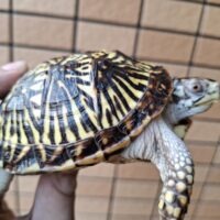 キタニシキハコガメ(甲長約10cm)24CB メス 個体B