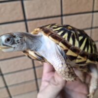 キタニシキハコガメ(甲長約10cm)24CB メス 個体A