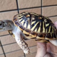 キタニシキハコガメ(甲長約10cm)24CB メス 個体A