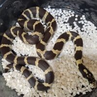 カリフォルニアキングスネーク(50/50)約100cm オス