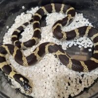 カリフォルニアキングスネーク(50/50)約100cm オス