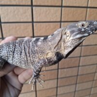 サンエステバントゲオイグアナ（約60cm）EUCB オス