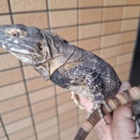 サンエステバントゲオイグアナ（約60cm）EUCB オス